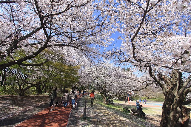 桜_a0064918_2218170.jpg