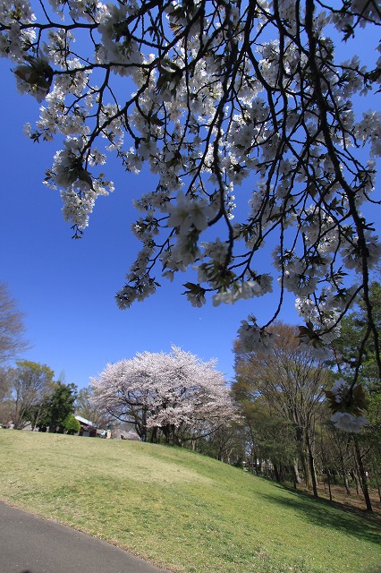 桜_a0064918_22182166.jpg