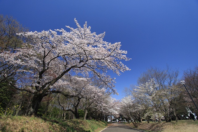 桜_a0064918_2218993.jpg