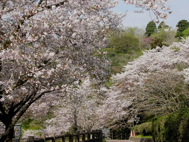 嫁女発　～ 母智丘の桜 ～_e0071319_2026226.jpg