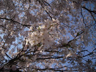 c0090220_1533366.jpg