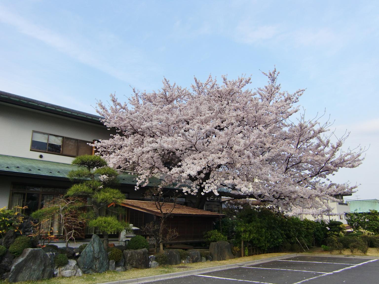 隆崇院（東京都品川区）_c0219820_22271957.jpg