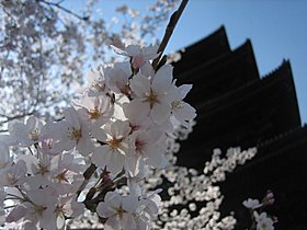 2011年　京都　桜づくし　～東寺～_d0149223_0173750.jpg