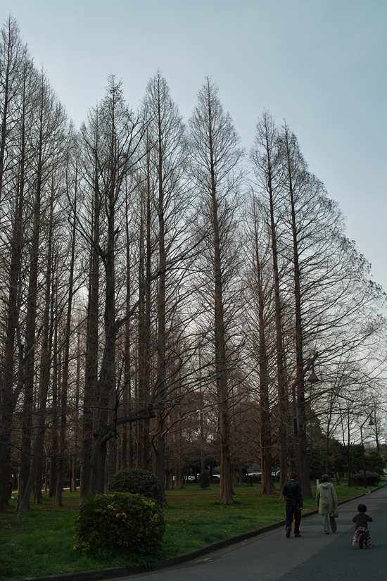 心安らかな色、静かな森　～水元公園～_c0223825_2194245.jpg