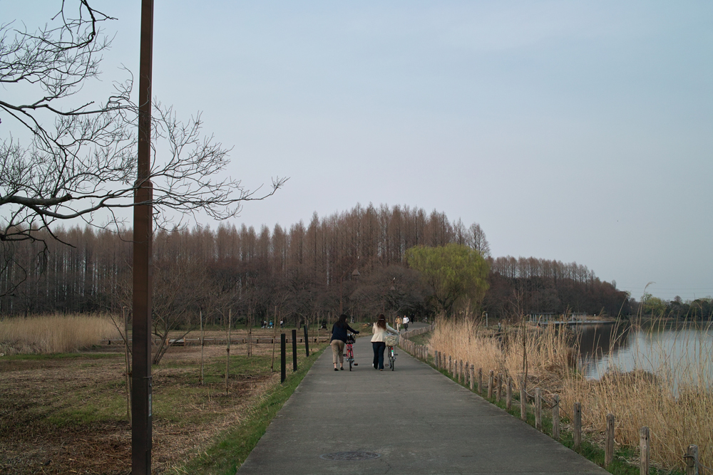 心安らかな色、静かな森　～水元公園～_c0223825_2205030.jpg