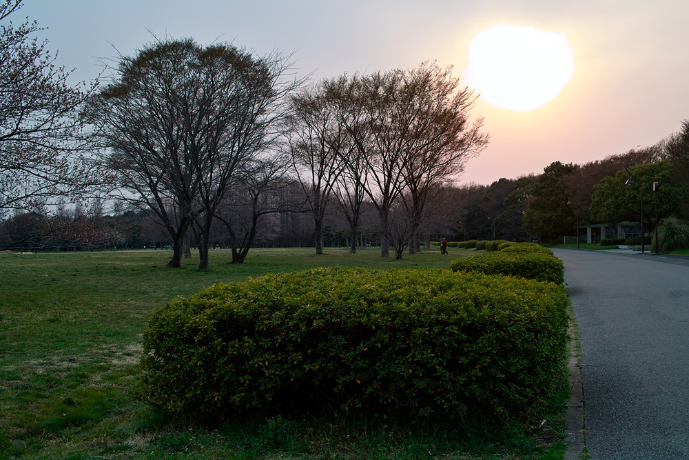 心安らかな色、静かな森　～水元公園～_c0223825_2241692.jpg