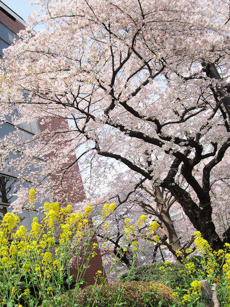 桜＠国立駅前_c0162926_17242398.jpg