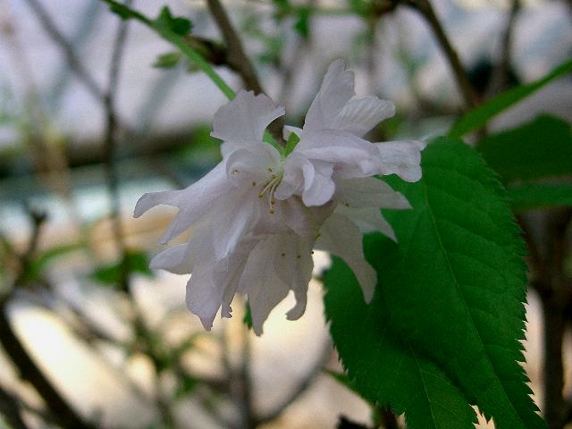 鴛鴦桜 (オシドリザクラ）_d0059226_10335151.jpg