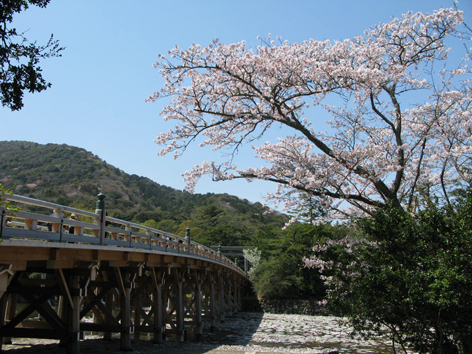 桜情報 Ⅲ_f0129726_22473440.jpg