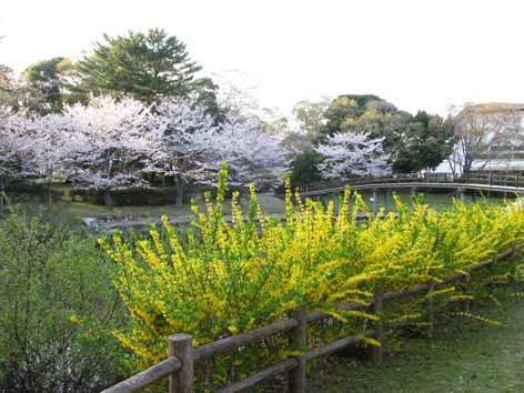 桜情報 Ⅲ_f0129726_22573390.jpg