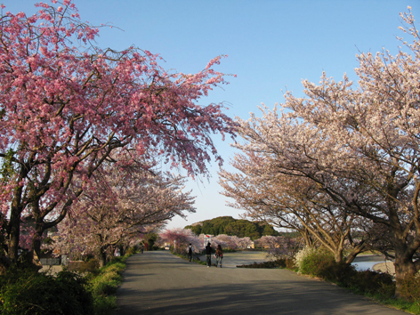 桜情報 Ⅲ_f0129726_22592673.jpg