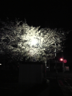 夜桜満開_c0034228_048079.jpg