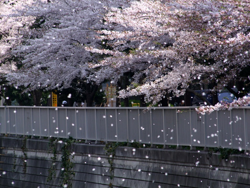 桜散る 11 じぶん日記 桜散る 11 じぶん日記