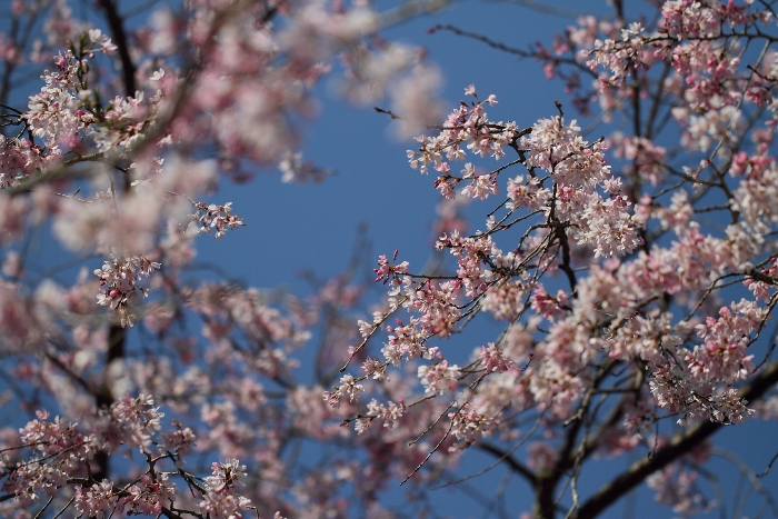 鎌倉散歩　#9 －東慶寺の桜（前編）－_b0169330_7534596.jpg