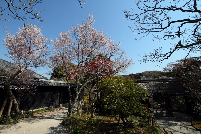 鎌倉散歩　#9 －東慶寺の桜（後編）－_b0169330_754133.jpg