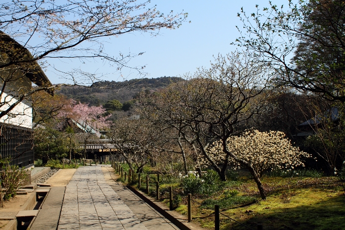 鎌倉散歩　#9 －東慶寺の桜（後編）－_b0169330_7543094.jpg