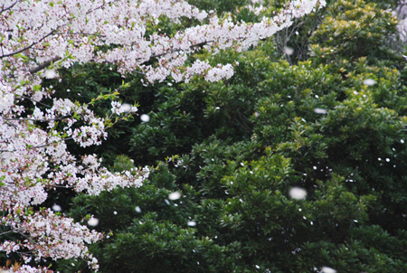■桜・サクラ・さくら咲く：6（音戸大橋〜公園）■_f0080530_10394868.jpg