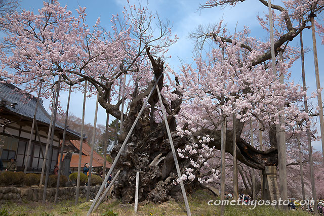 「山高 神代桜」 満開です!!_b0179231_0231198.jpg