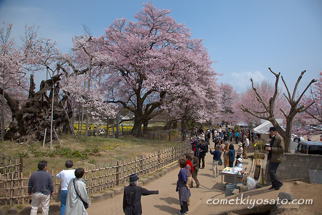 「山高 神代桜」 満開です!!_b0179231_0231851.jpg
