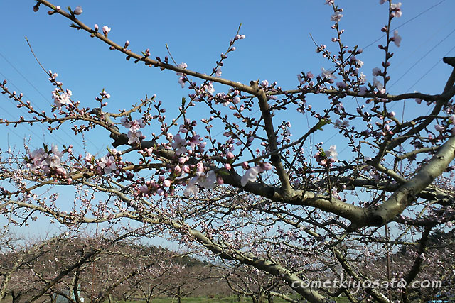 新府の桃の花 開花です_b0179231_1917555.jpg