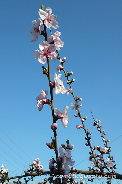 新府の桃の花 開花です_b0179231_19184953.jpg