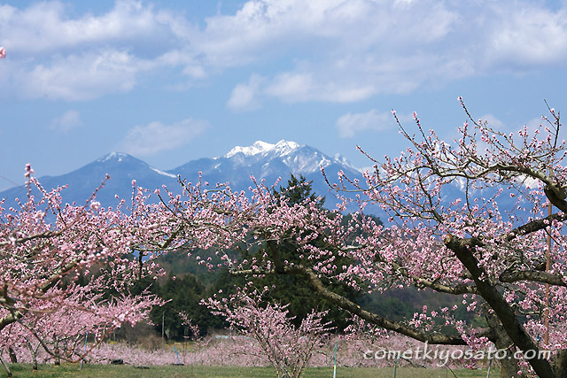 新府の桃の花 開花です_b0179231_19252317.jpg