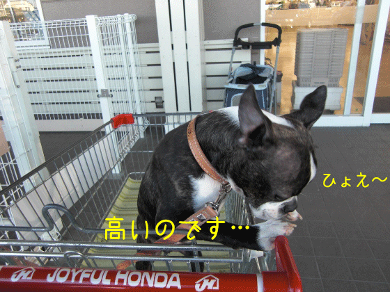 a0190132_221746100.gif