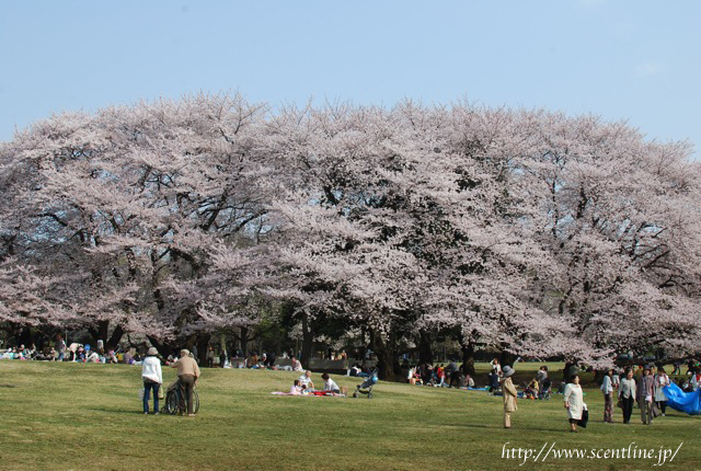 桜満開_c0099133_23523834.jpg