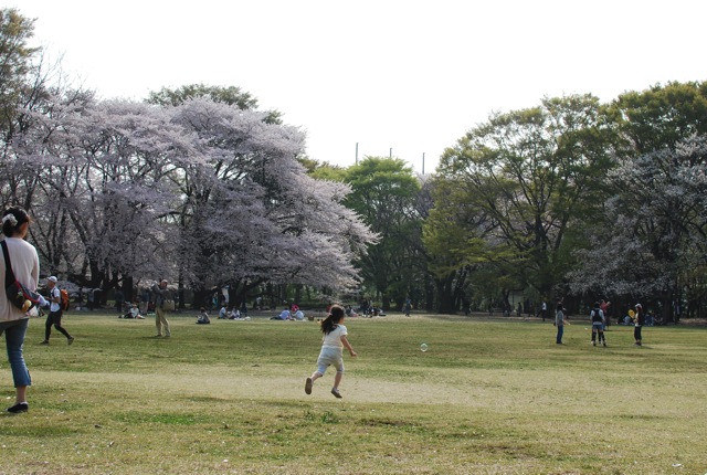 桜満開_c0099133_2354537.jpg