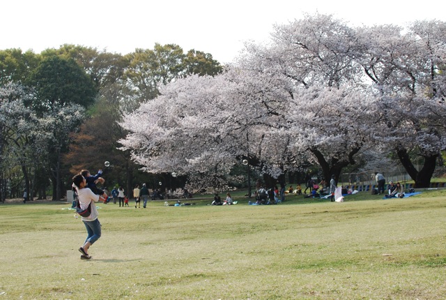 桜満開_c0099133_23551373.jpg