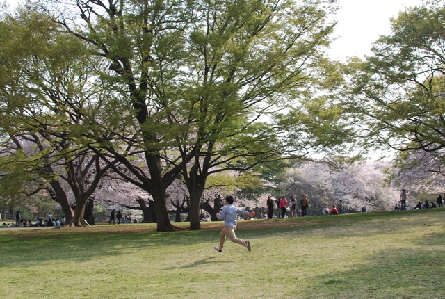 桜満開_c0099133_23555293.jpg