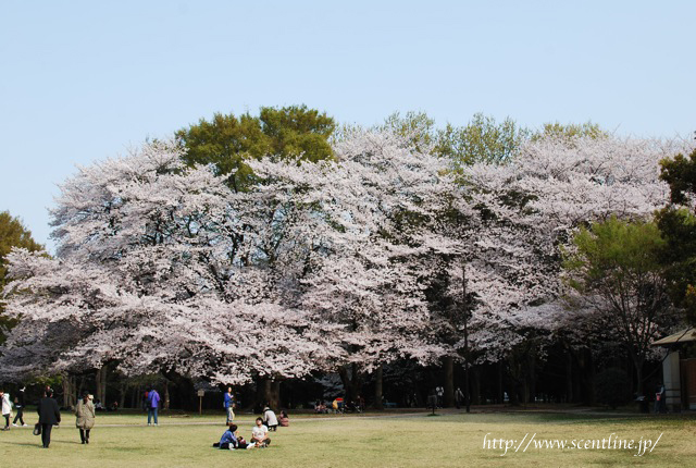 桜満開_c0099133_2357850.jpg