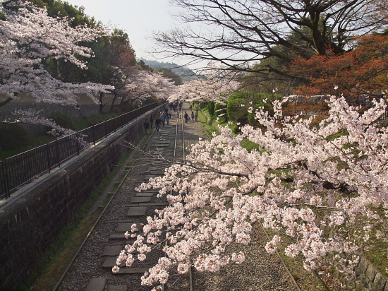 桜花巡礼2011～インクライン～_e0080133_041910.jpg