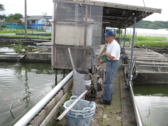 阿部養魚場さんの巻_f0214235_14245895.jpg