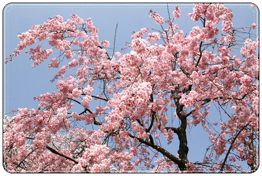桜、桜・・・・_d0043737_15434920.jpg