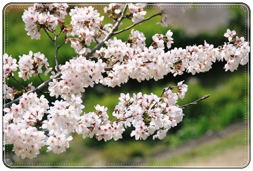 桜、桜・・・・_d0043737_1547492.jpg