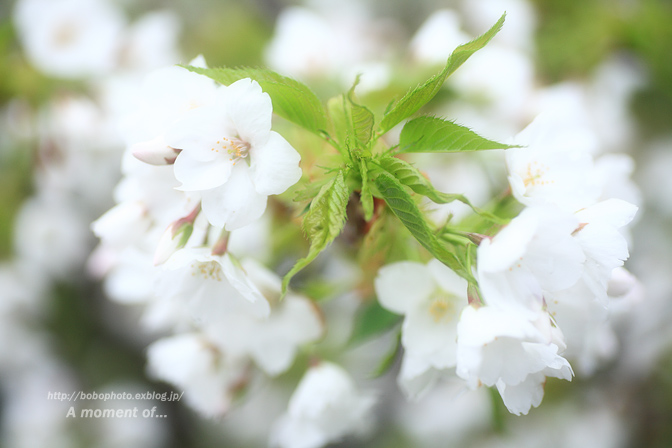 桜も花もいろいろと_d0143741_024942.jpg