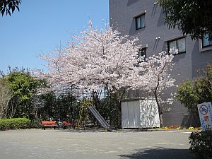 桜のある風景_e0080345_17204440.jpg