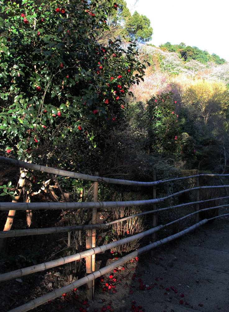 御所市　船宿寺　辛夷　椿_c0108146_23233060.jpg