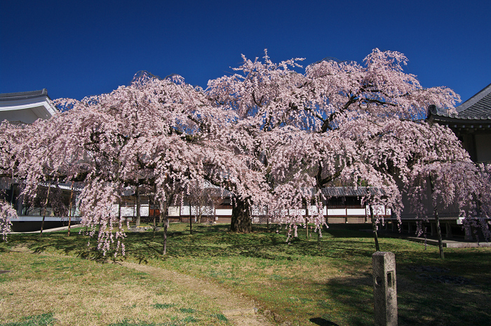 醍醐寺・霊宝館のしだれ桜_f0155048_2234327.jpg