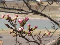 2011年　つざわ桜まつり_c0208355_197047.jpg