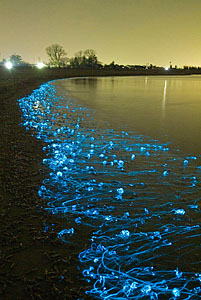 光る海 ホタルイカ釣り 富山湾 Promenade