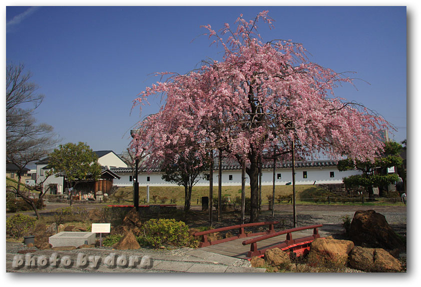 勝竜寺の桜_d0187357_7232065.jpg