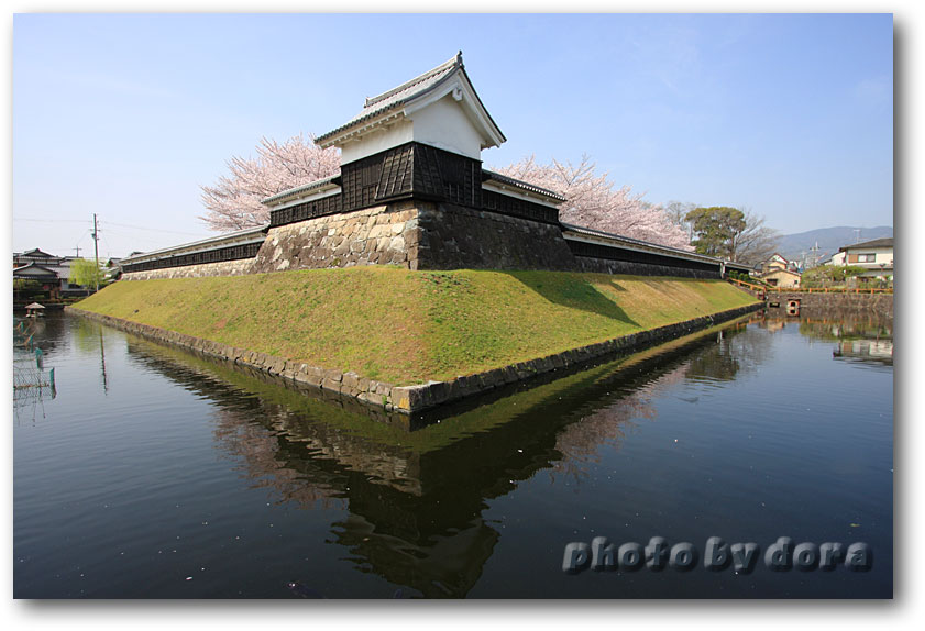 勝竜寺の桜_d0187357_7342969.jpg