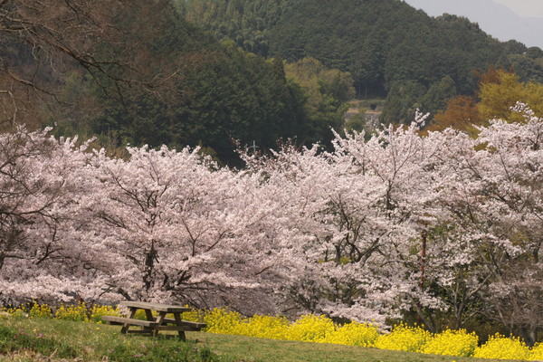 飛鳥の春_e0041157_1537644.jpg