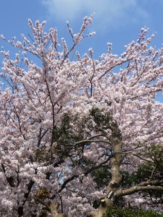 貝渕公園の桜_b0115959_1362762.jpg