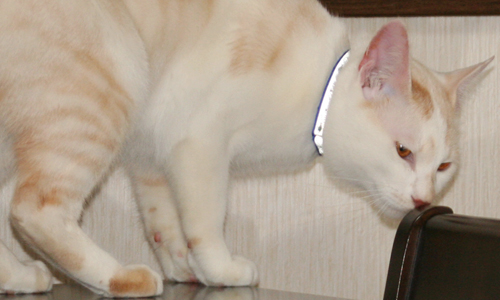 大切な猫さんに、迷子札を着けてあげてください。_d0165160_1443340.jpg