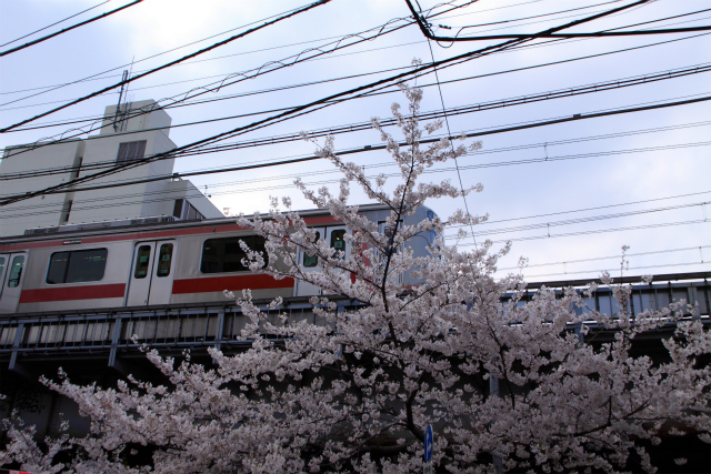 目黒川の桜　映り込みも満開♪　３_d0152261_2202499.jpg