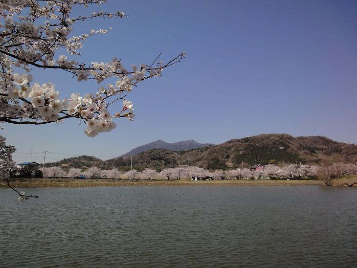北条大池、桜が満開です！４月１２日（火）_b0124462_2005431.jpg