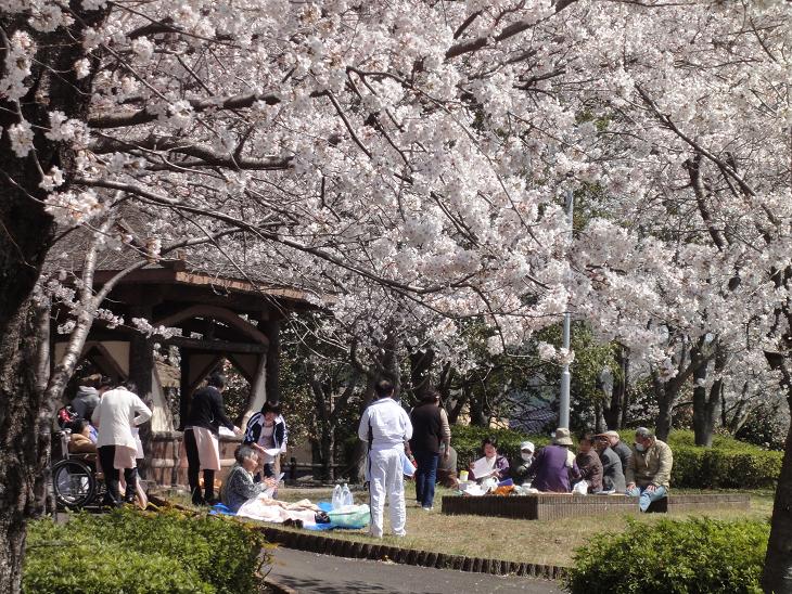北条大池、桜が満開です！４月１２日（火）_b0124462_2022372.jpg